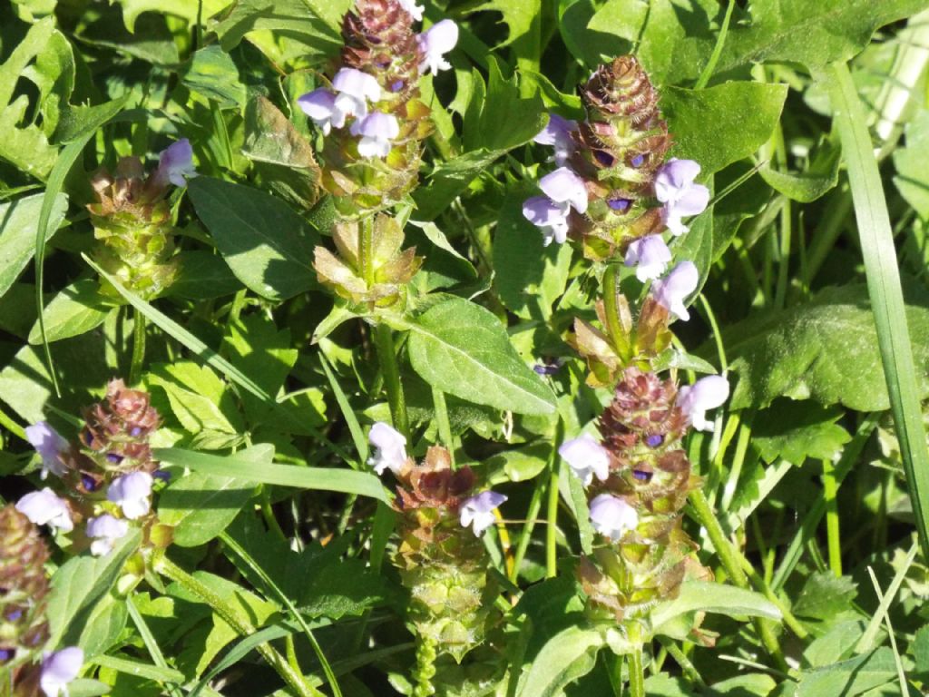 Prunella vulgaris (Lamiaceae)