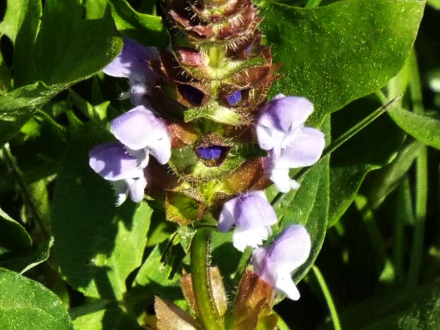 Prunella vulgaris (Lamiaceae)