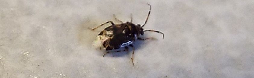 Miridae: Deraeocoris punctulatus