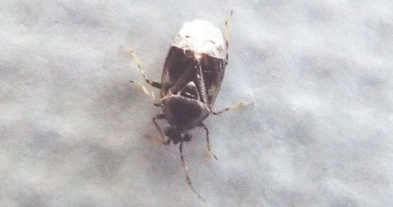 Miridae: Deraeocoris punctulatus