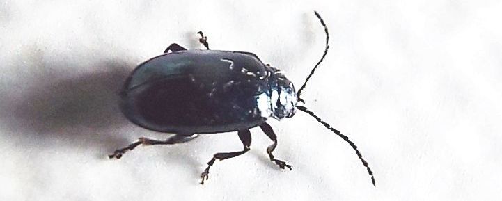 Chrysomelidae: Altica sp.