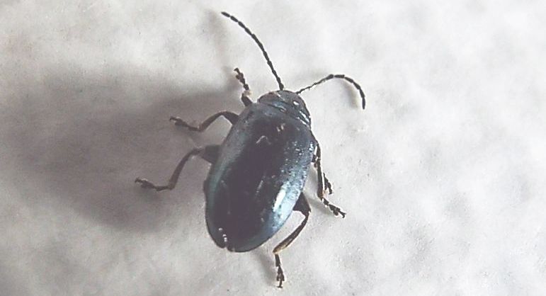 Chrysomelidae: Altica sp.