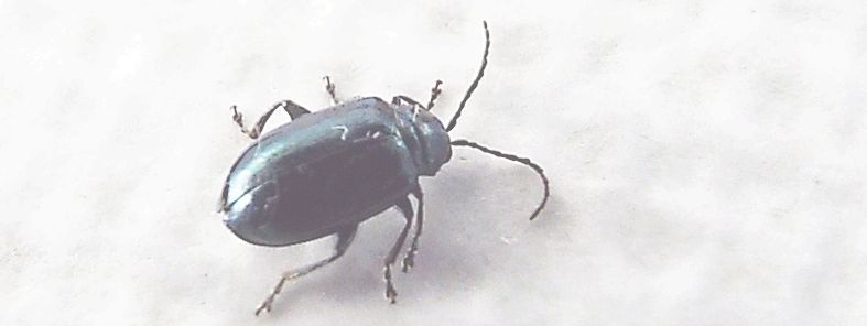 Chrysomelidae: Altica sp.