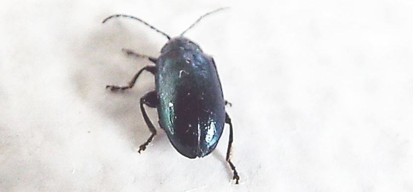 Chrysomelidae: Altica sp.