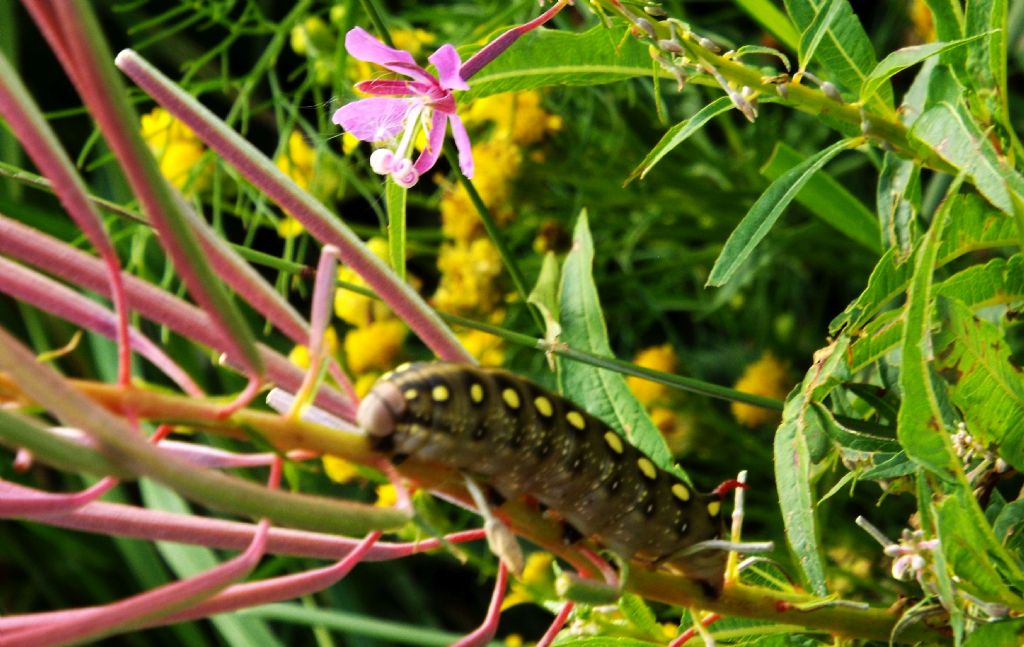 Bruco a Livigno: Hyles gallii  (Sphingidae)