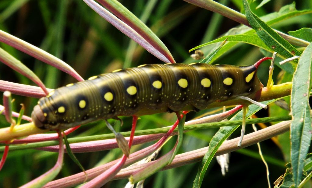 Bruco a Livigno: Hyles gallii  (Sphingidae)