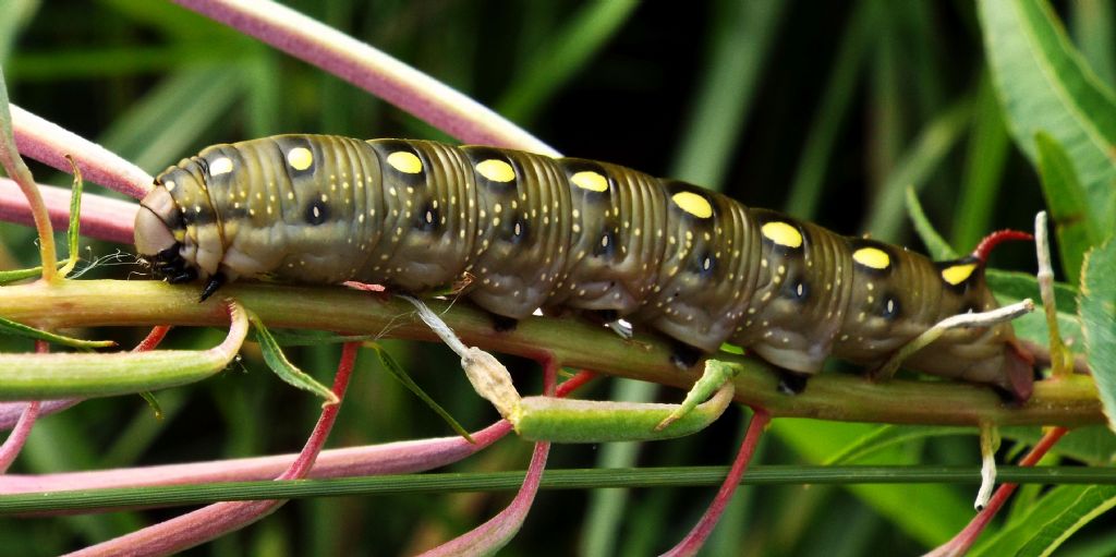 Bruco a Livigno: Hyles gallii  (Sphingidae)