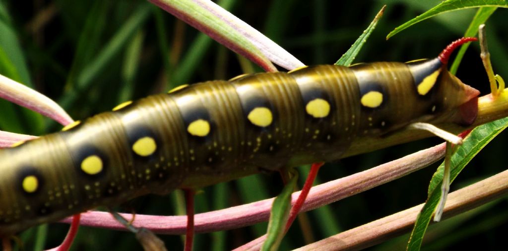 Bruco a Livigno: Hyles gallii  (Sphingidae)