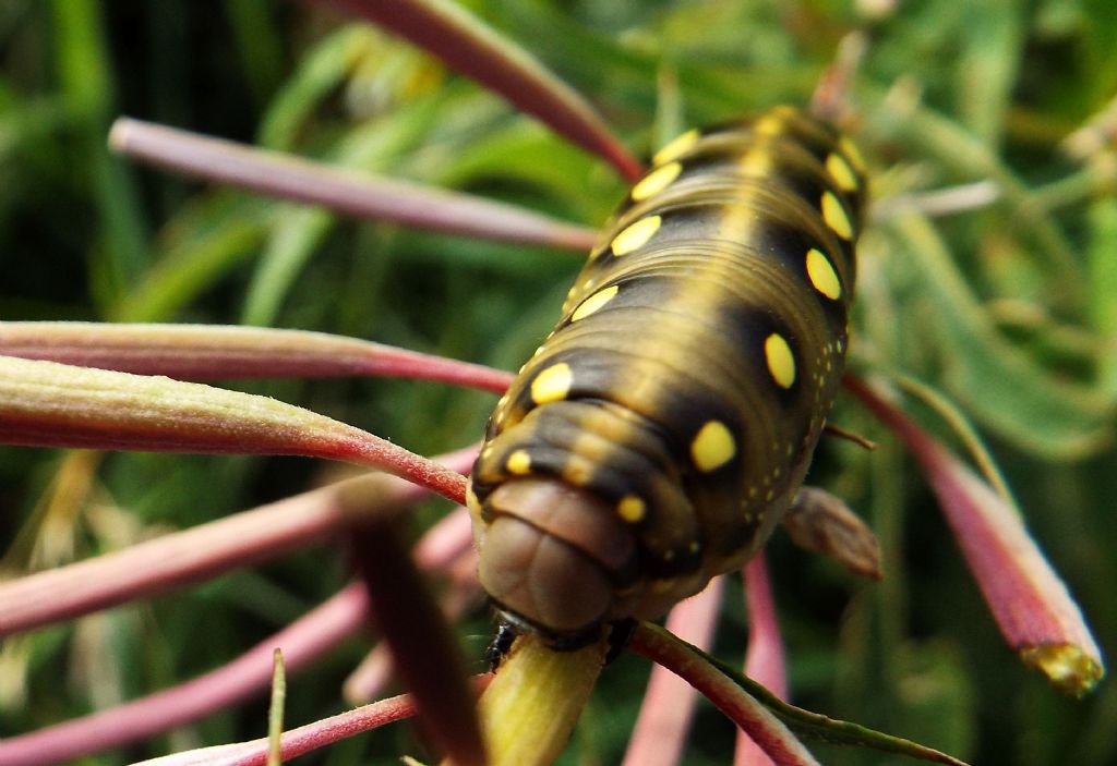 Bruco a Livigno: Hyles gallii  (Sphingidae)