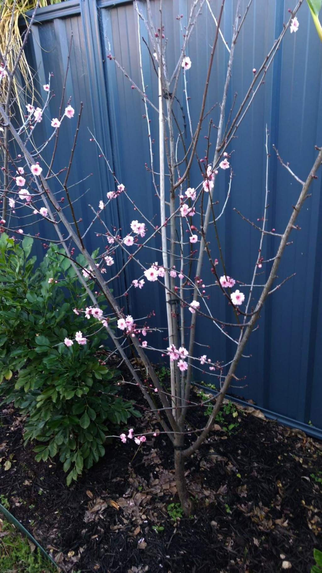 Ciliegio australiano: cultivars di Prunus serrulata