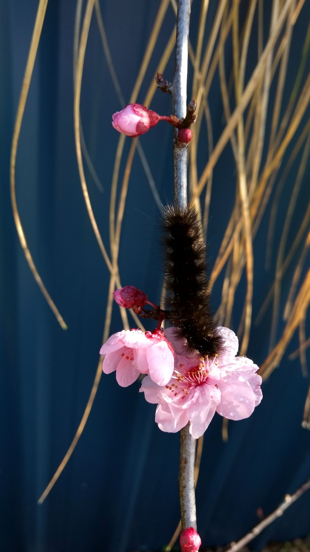 Ciliegio australiano: cultivars di Prunus serrulata