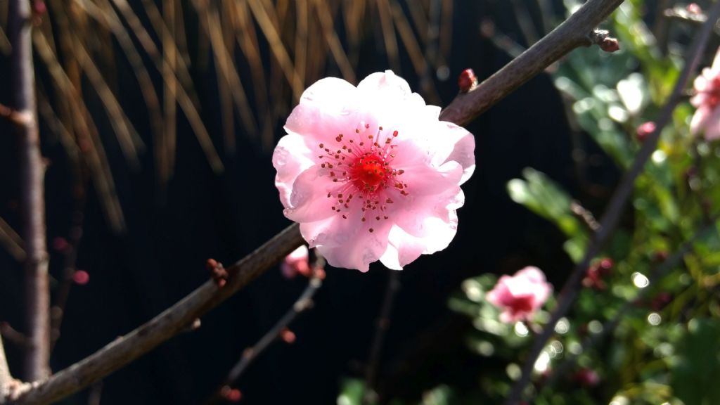 Ciliegio australiano: cultivars di Prunus serrulata