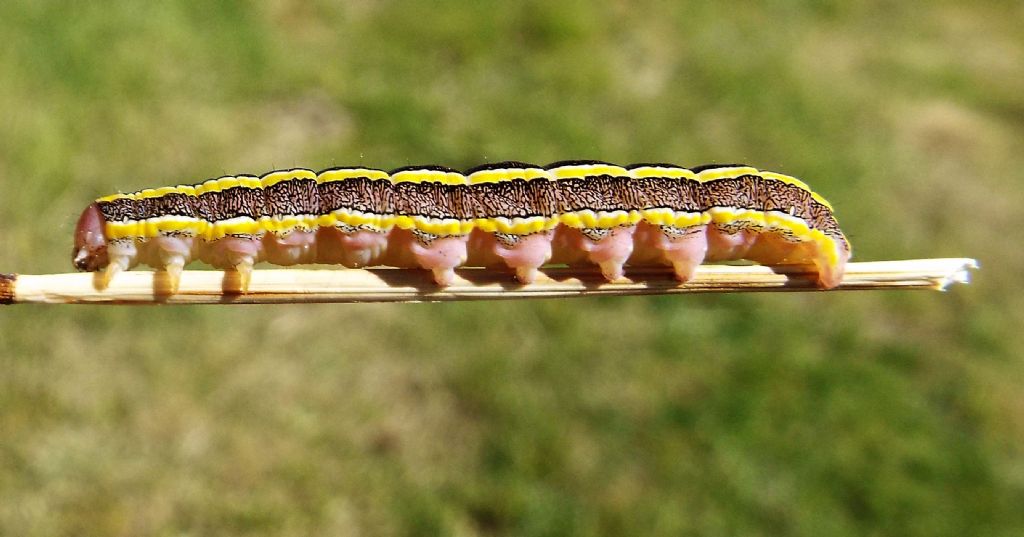 Larva di Ceramica pisi  (Noctuidae)