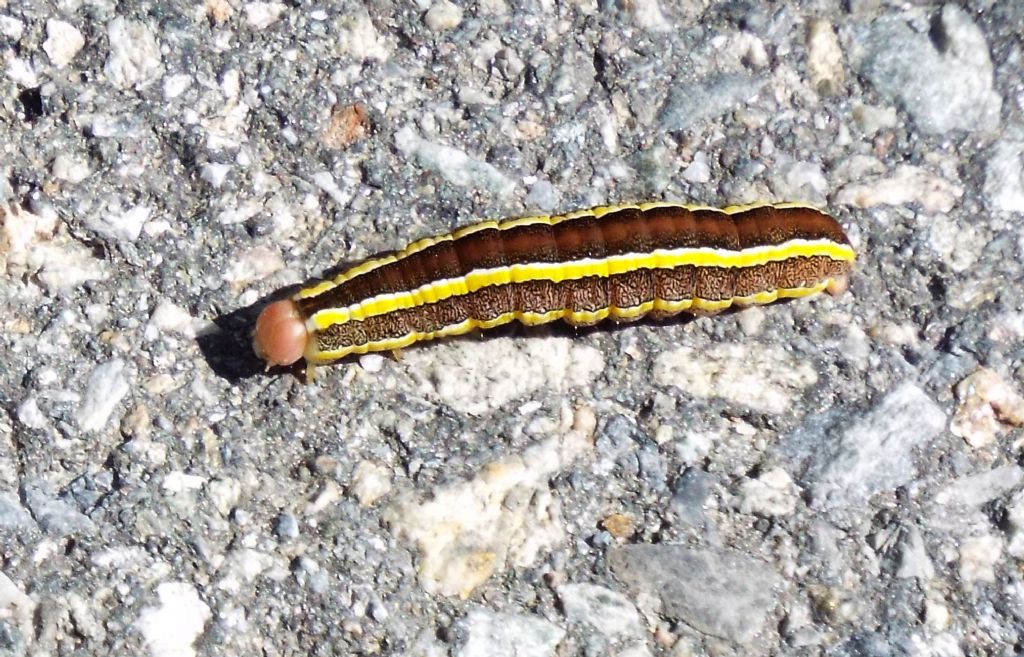 Larva di Ceramica pisi  (Noctuidae)