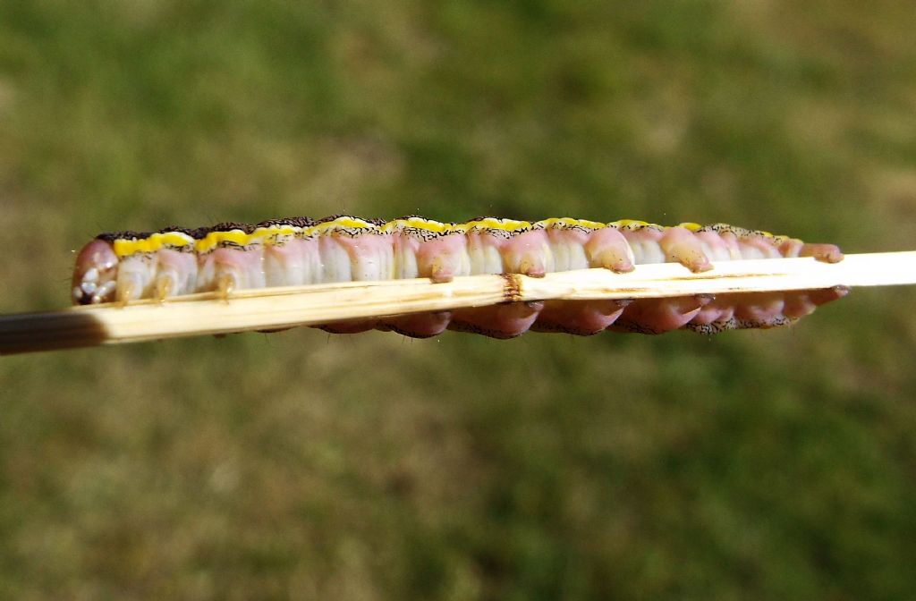 Larva di Ceramica pisi  (Noctuidae)