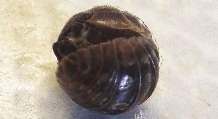 Isopoda :  Armadillidium cfr. vulgare, femmina (Armadillidiidae)