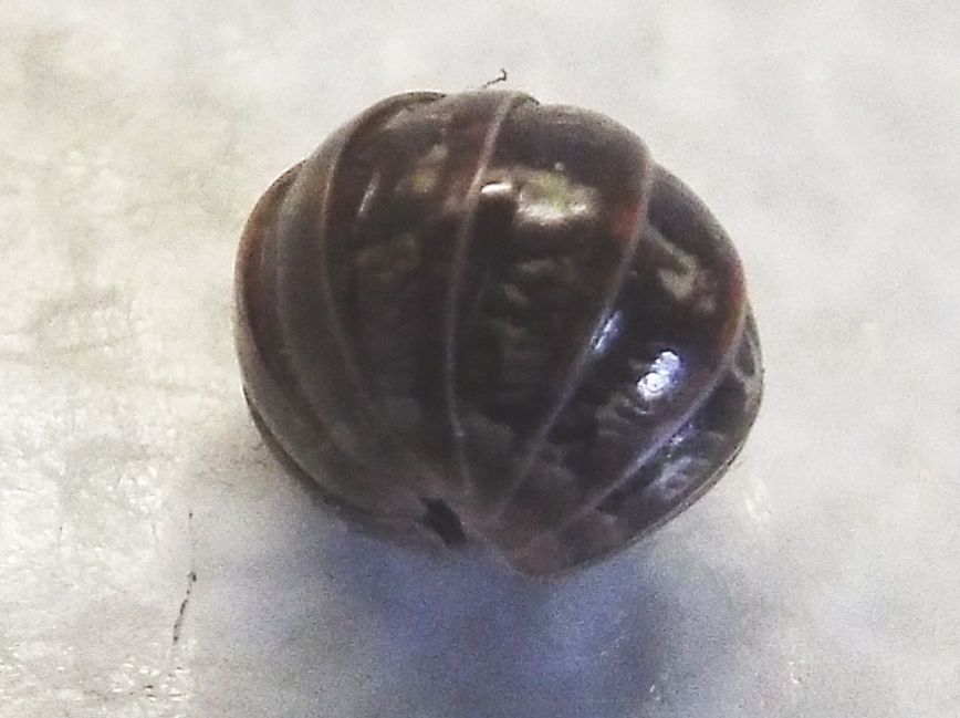 Isopoda :  Armadillidium cfr. vulgare, femmina (Armadillidiidae)