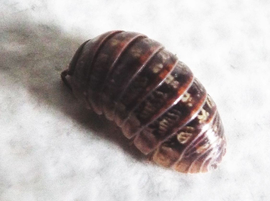 Isopoda :  Armadillidium cfr. vulgare, femmina (Armadillidiidae)