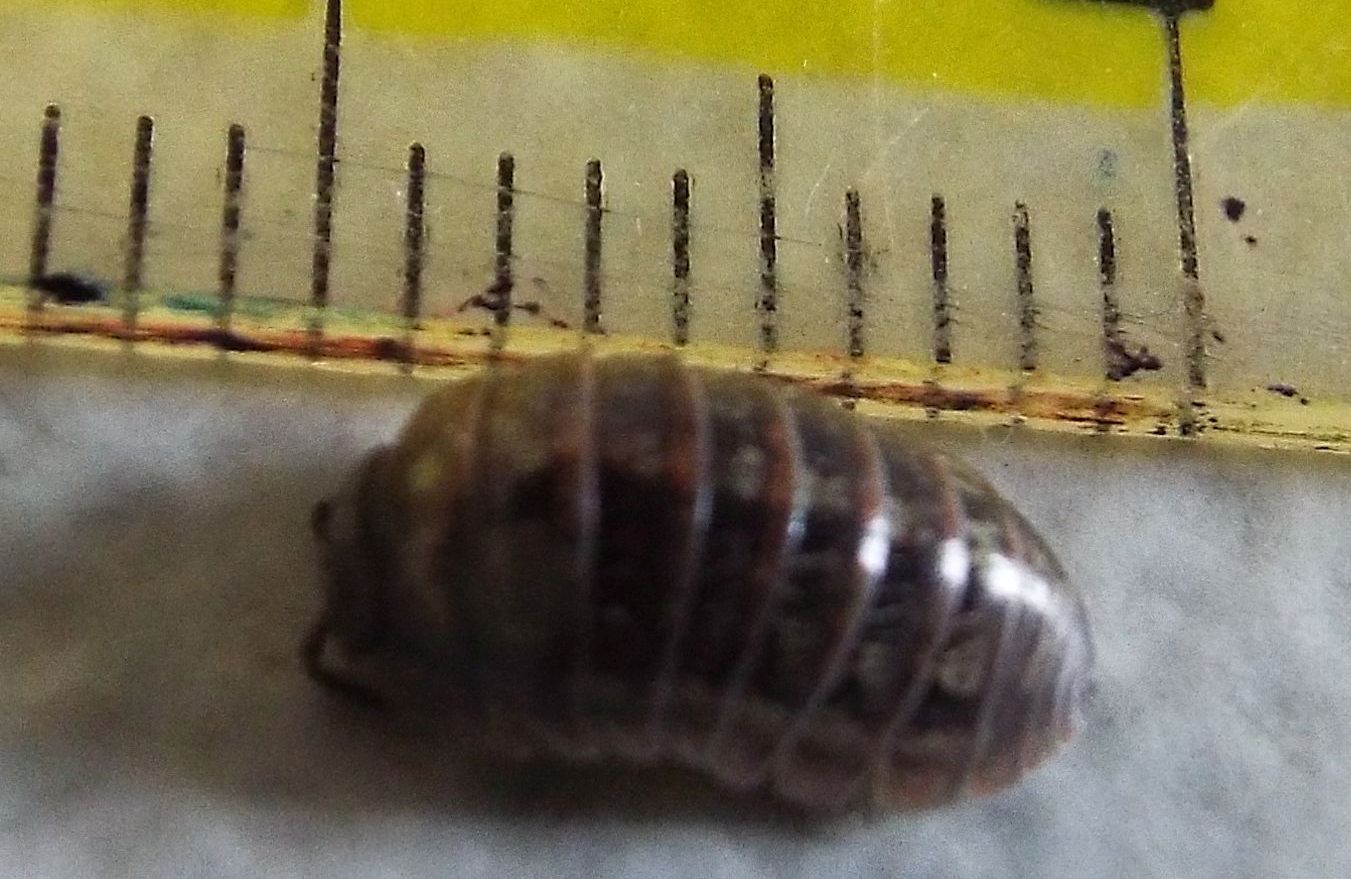 Isopoda :  Armadillidium cfr. vulgare, femmina (Armadillidiidae)