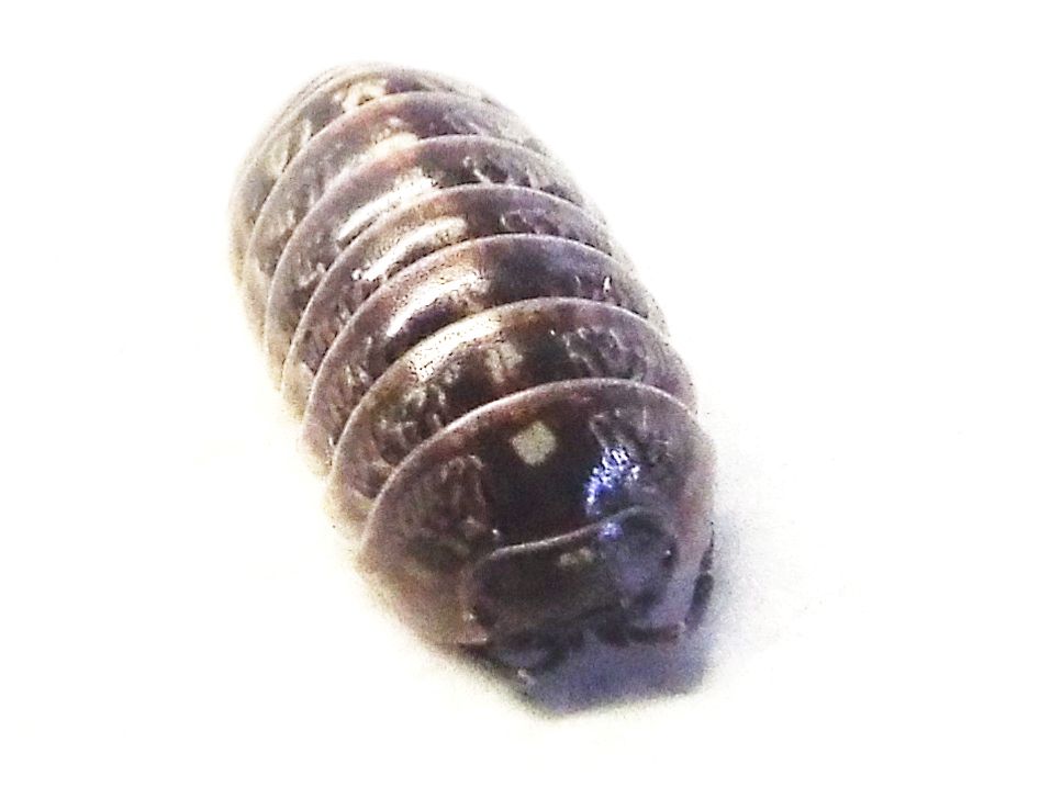 Isopoda :  Armadillidium cfr. vulgare, femmina (Armadillidiidae)