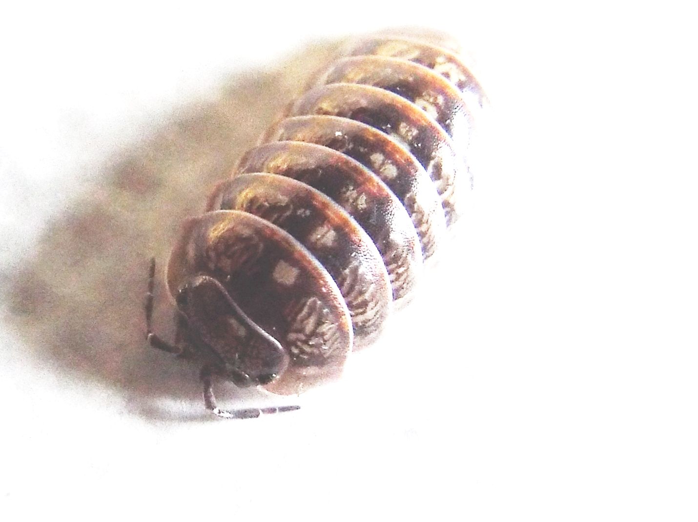 Isopoda :  Armadillidium cfr. vulgare, femmina (Armadillidiidae)