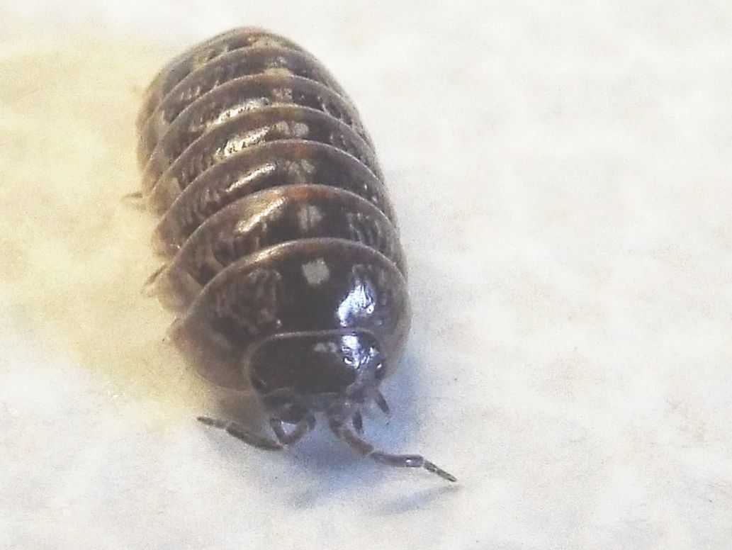 Isopoda :  Armadillidium cfr. vulgare, femmina (Armadillidiidae)