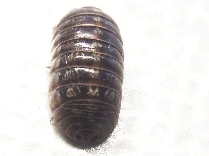 Isopoda :  Armadillidium cfr. vulgare, femmina (Armadillidiidae)