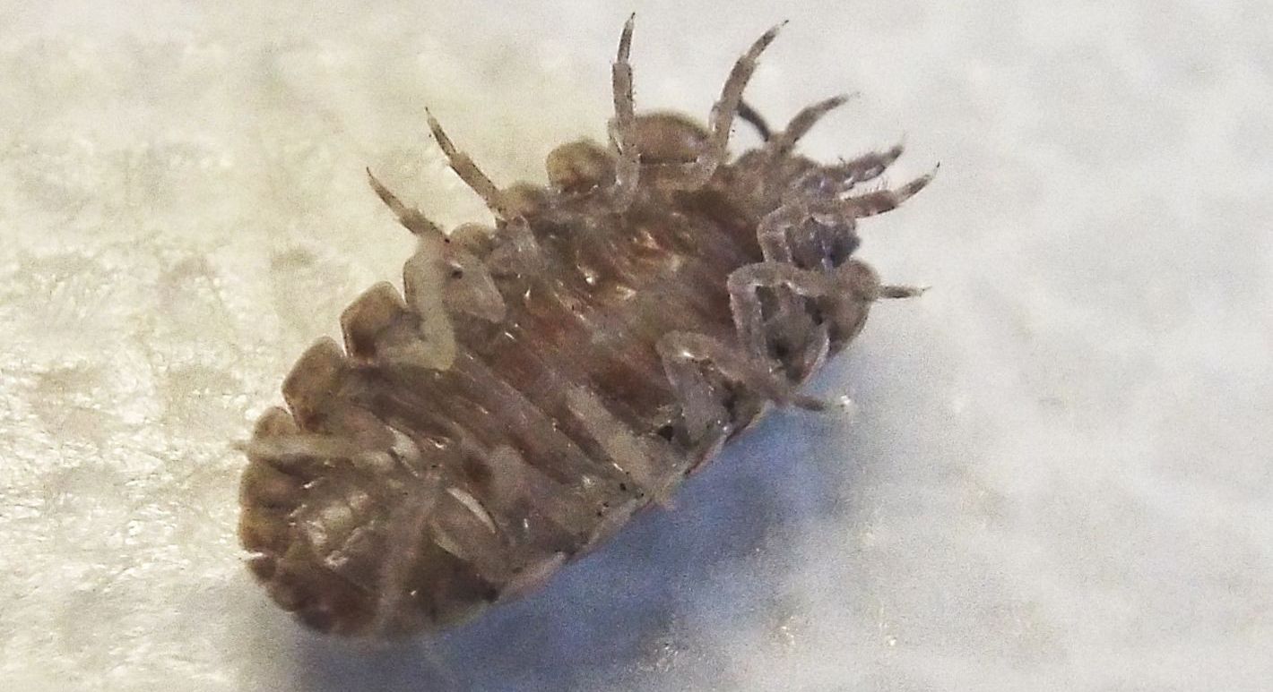 Isopoda :  Armadillidium cfr. vulgare, femmina (Armadillidiidae)