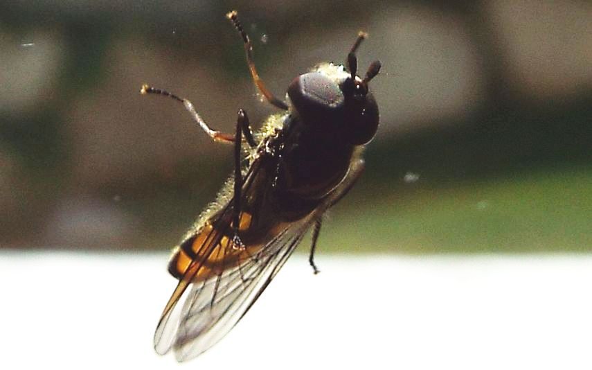 Syrphidae: Xanthandrus comtus maschio