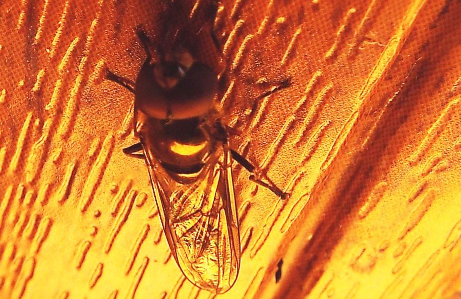 Syrphidae: Xanthandrus comtus maschio