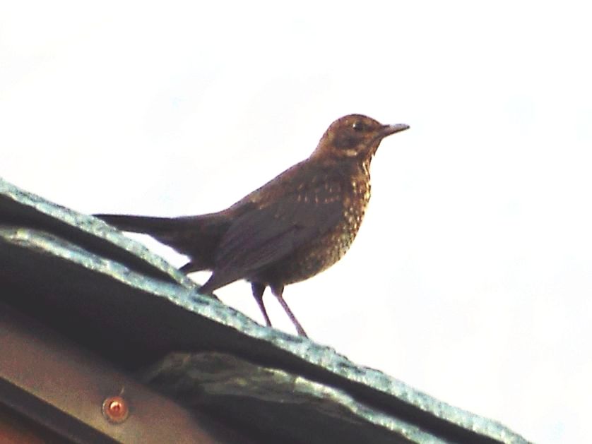 Tordo? No, giovana merlo (Turdus merula)