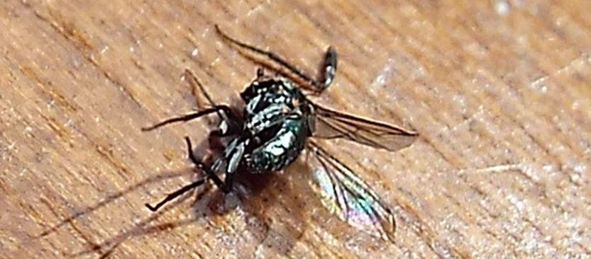 Cos''era?  fam. Dolichopodidae