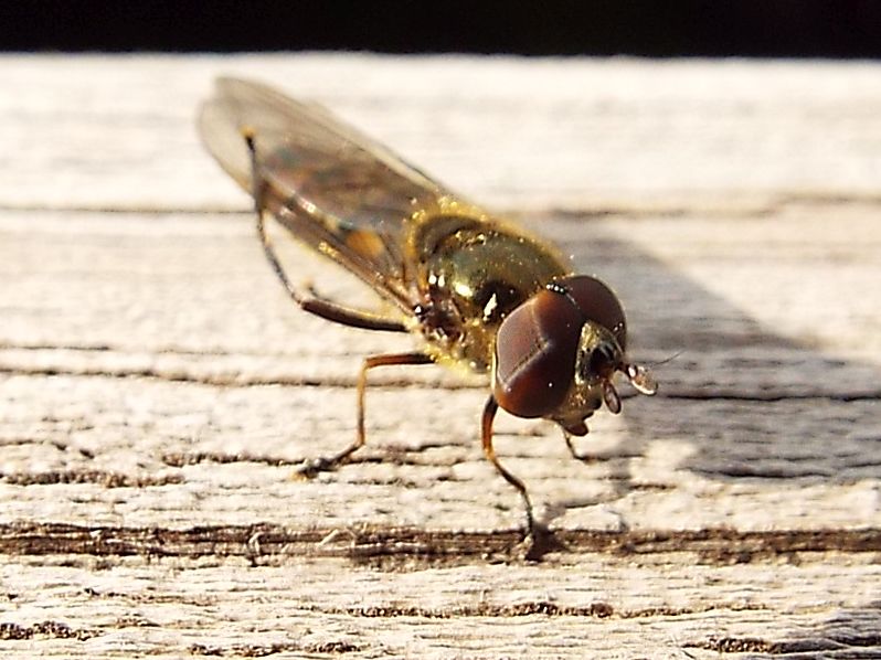 Syrphidae: Xanthandrus comtus maschio