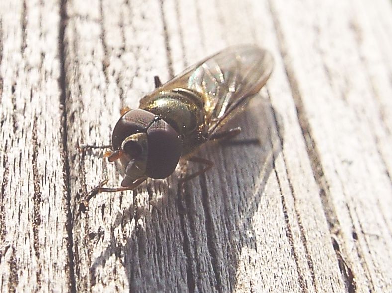 Syrphidae: Xanthandrus comtus maschio