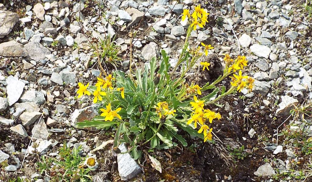 Jacobaea incana (Asteraceae)