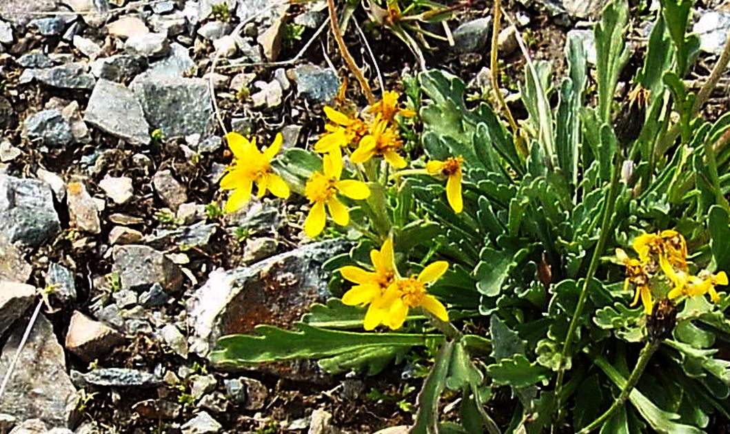 Jacobaea incana (Asteraceae)