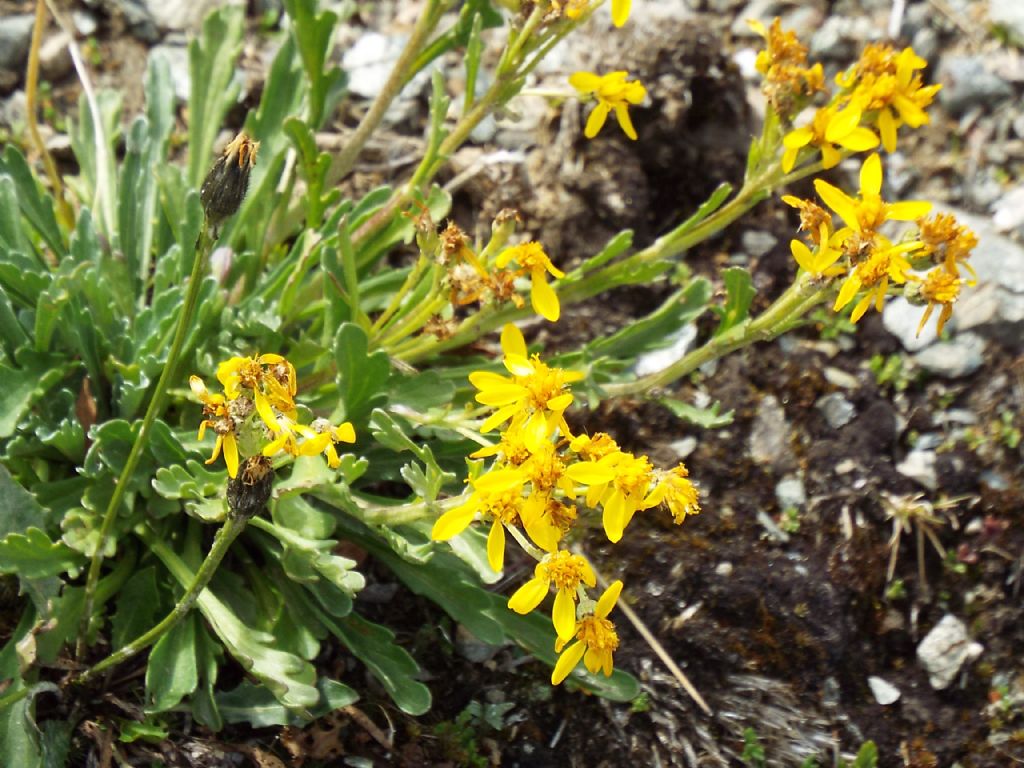 Jacobaea incana (Asteraceae)