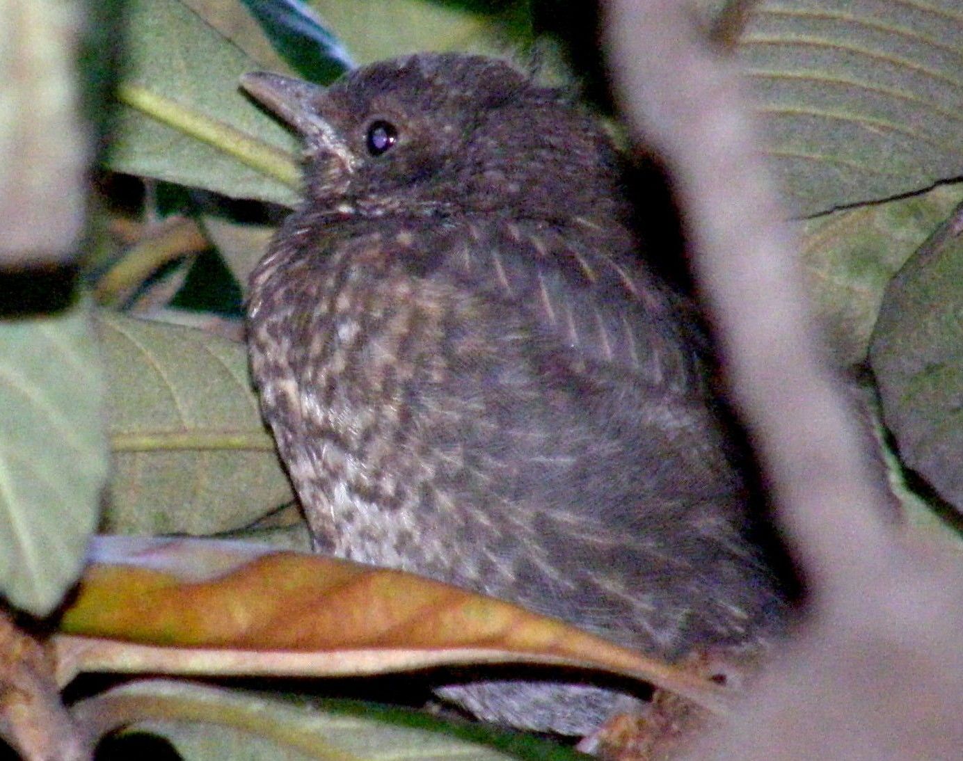 Tordo? No, giovana merlo (Turdus merula)