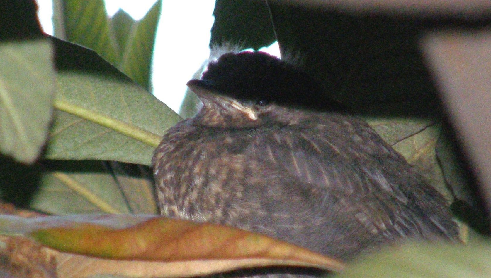 Tordo? No, giovana merlo (Turdus merula)