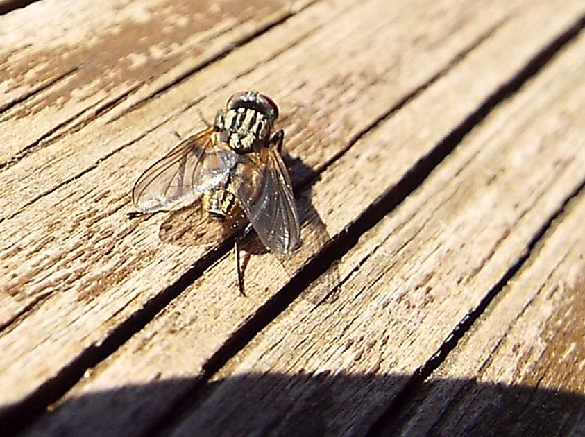 Musca domestica, maschio