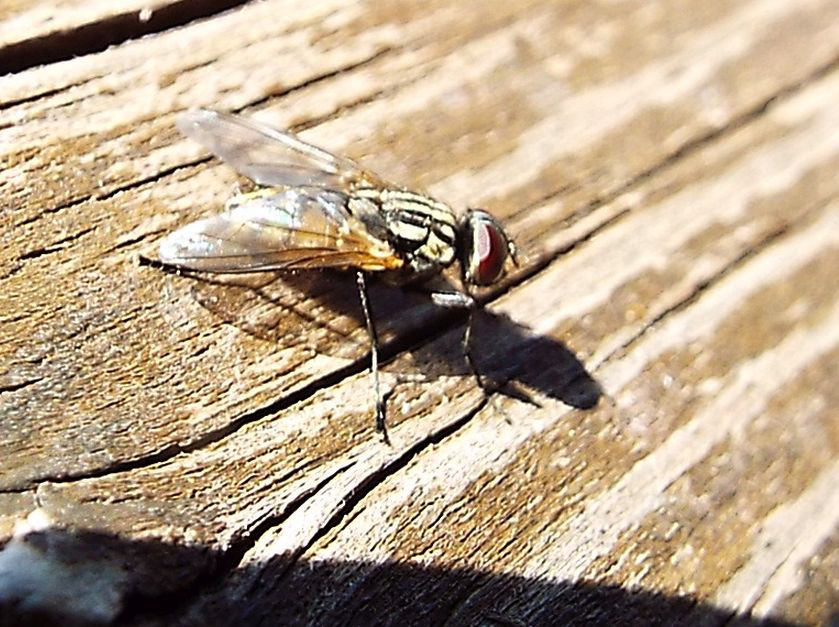 Musca domestica, maschio