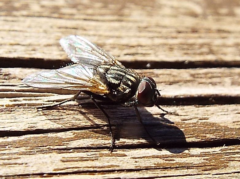 Musca domestica, maschio