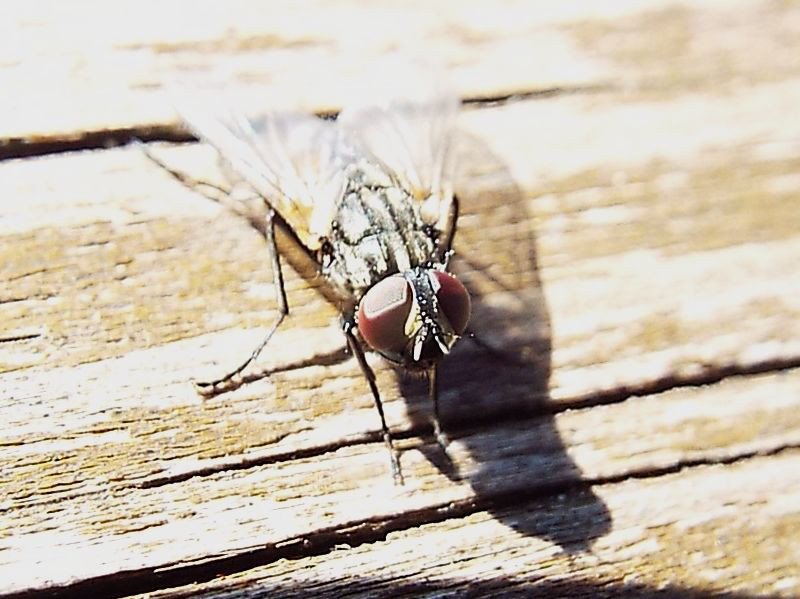 Musca domestica, maschio