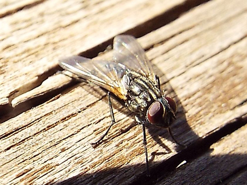 Musca domestica, maschio