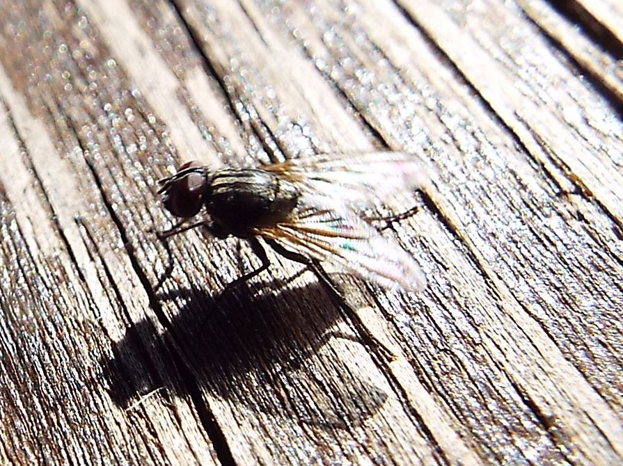 Musca domestica, maschio