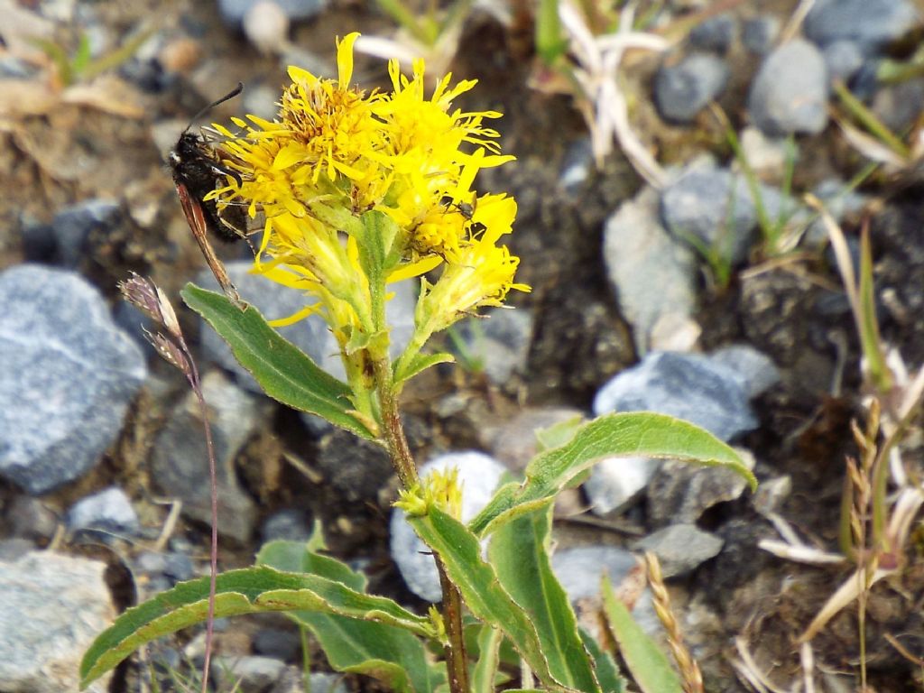 Solidago virgaurea subsp. minuta / Verga d''oro minuta