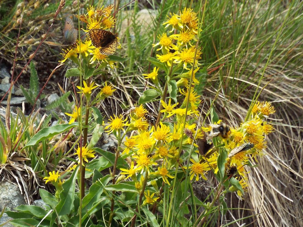 Solidago virgaurea subsp. minuta / Verga d''oro minuta