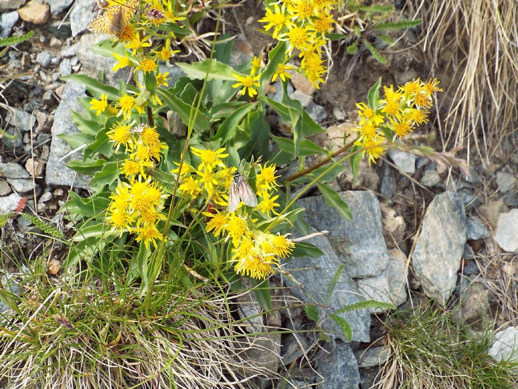 Solidago virgaurea subsp. minuta / Verga d''oro minuta