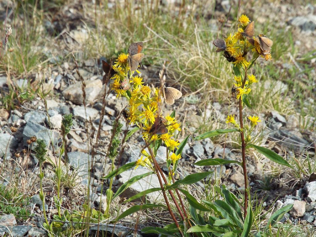 Solidago virgaurea subsp. minuta / Verga d''oro minuta