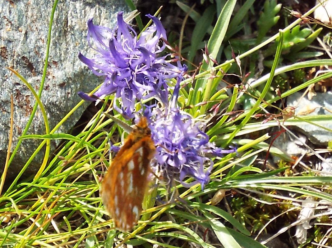 Boloria sp. (B. pales  opp. B.  napaea), femmina  (Nymphalidae)